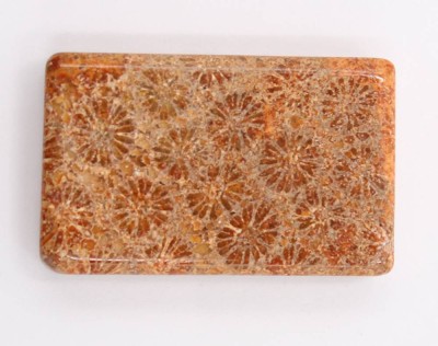 Auktion 360<br>natürlich versteinerte Chrysanthemen Koralle, 72ct [1]