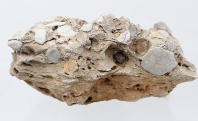 Auktion 361<br>wohl Versteinerung od. Lochstein / Urgestein, ca. 4,8kg, ca H-13cm 26 x 18cm [1]