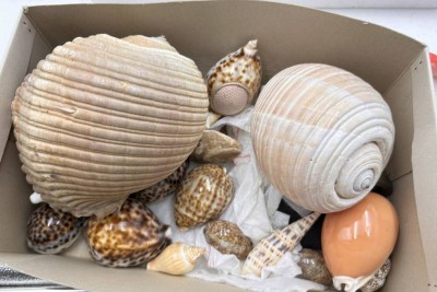 Auktion 361<br>kl. Karton  mit Muscheln, 2 grosse, viele kleine [1]