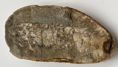 Auktion 364<br>versteinerter Fisch, L-20,5 cm [1]