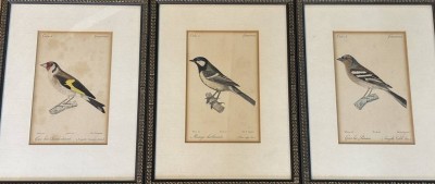 Auktion 366<br>3x Vogelstiche, einzeln gerahmt,/Glas, 31x23 cm [1]