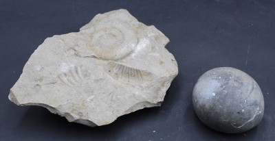 Auktion 367<br>2x Versteinerungen, Ammoniten und Seeigel [1]