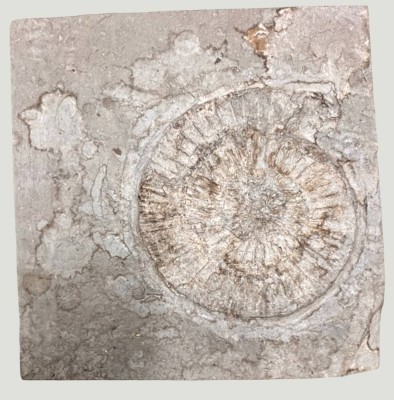 Auktion 368<br>Schieferplatte mit versteinerten Ammonit, ca. 180 Mill. Jahre alt, ca. 13x13 cm [1]