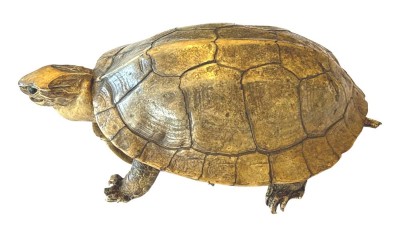 Auktion 369<br>präparierte kl. Süsswasser-Schildkröte, L-18 cm [1]