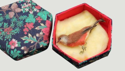 Auktion 369<br>kl. Singvogel, wohl präpariert ?? Nachtigall??, in Schachtel, L-ca. 10 cm [1]