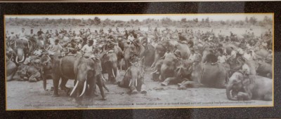 Auktion 369<br>gerahmte Fotografie, Surin Elephant Roundup Thailand, ger./Glas, RG 37 x 76cm [1]