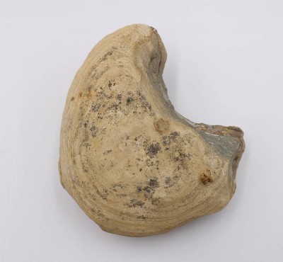 Auktion 369<br>2tlg Versteinerung, ca. 13,5 x 12cm [1]