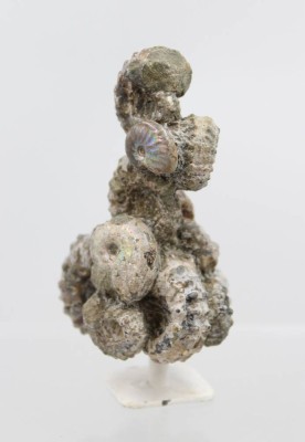 Auktion 369<br>Gruppe versteinerter Ammoniten auf Stand, ca. H-10cm [1]