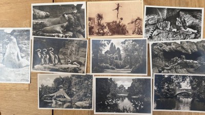 Auktion 370<br>10 alte Postkarten, alle Hagenbeck's Tierpark, Stellingen [1]