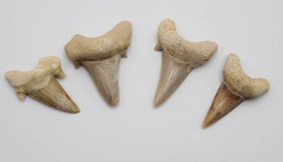 Auktion 371<br>4x große Haifischzähne wohl  Otodus obliquu, ca. L-4cm [1]