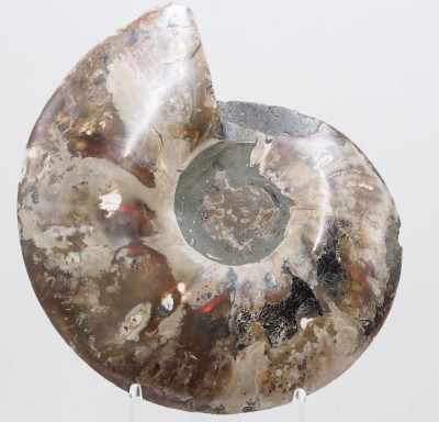 Auktion 371<br>gr. Ammonit-Platte, ca. 21,5cm, 825gr. [1]