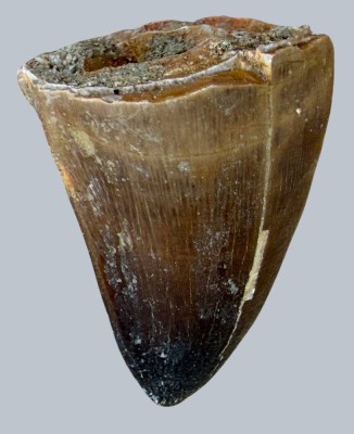 Auktion 372<br>fossilen Zahn eines Mosasaurus, eines ausgestorbenen Meeresreptils aus der Kreidezeit. ca. 80 Mill. Jahre alt. H-5 cm [1]