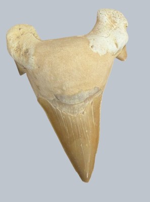 Auktion 372<br>Haifischzahn, H-ca. 8 cm [1]