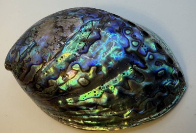 Auktion 372<br>Abalone Muschelschale, L-12,5 cm [1]